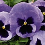 Виола виттрока (Viola wittrockiana) Виола виттрока (Viola wittrockiana)