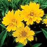 Кореопсис крупноцветковый (Coreopsis grandiflora) Кореопсис крупноцветковый (Coreopsis grandiflora)