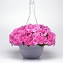 Петуния ампельная гибридная (Petunia х hybrida) Петуния ампельная гибридная (Petunia х hybrida)