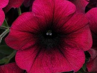 Петуния ампельная гибридная (Easy Wave F1)