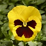 Виола Виттрока (Viola wittrockiana) Виола Виттрока (Viola wittrockiana)