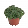 Седум краснеющий (Sedum rubens)