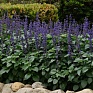 Шалфей межвидовой (Salvia longispicata x farinacea) Шалфей межвидовой (Salvia longispicata x farinacea)