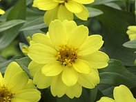 Цинния изящная (Belize Double) Цинния изящная (Belize Double)