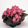 Бегония вечноцветущая (бронзовая листва) (Begonia semperflorens)