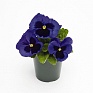Виола виттрока (Viola wittrockiana) Виола виттрока (Viola wittrockiana)