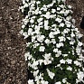 Бальзамин Уоллера (Impatiens walleriana)