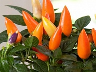 Перец летний (Acapulco)