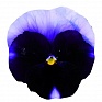 Виола Виттрока (Viola wittrockiana)
