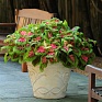 Колеус гибридный (Coleus х hybrida) Колеус гибридный (Coleus х hybrida)