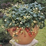Земляника ананасная (Fragaria ananassa) Земляника ананасная (Fragaria ananassa)