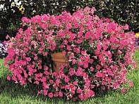 Петуния ампельная гибридная (Tidal Wave F1)