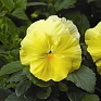 Виола Виттрока (Viola wittrockiana) Виола Виттрока (Viola wittrockiana)