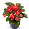 Бегония гибридная (зеленая листва) (Begonia hybrida) Бегония гибридная (зеленая листва) (Begonia hybrida)