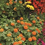 Цинния изящная (Zinnia elegans)
