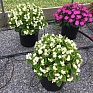 Бегония вечноцветущая махровая (зеленая листва) (Begonia semperflorens)