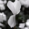 Цикламен персидский (Cyclamen persicum)