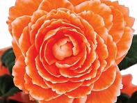 Бегония клубневая махровая (AmeriHybrid F1)