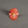 Бегония вечноцветущая (зеленая листва) (Begonia semperflorens)