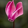 Цикламен персидский (Cyclamen persicum)