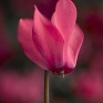 Цикламен персидский (Cyclamen persicum)
