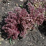 Базилик благородный (Ocimum basilicum)