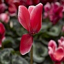 Цикламен персидский (Cyclamen persicum)