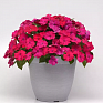Бальзамин гибридный межвидовой (Impatiens walleriana) Бальзамин гибридный межвидовой (Impatiens walleriana)