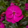 Бальзамин новогвинейский (Impatiens New Guinea)