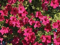 Петуния ампельная гибридная (Diamond F1)