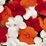 Бальзамин Уоллера (Impatiens walleriana)