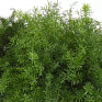 Аспарагус (Asparagus densiflorus Sprengeri) Аспарагус (Asparagus densiflorus Sprengeri)