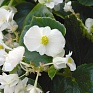 Бегония вечноцветущая (зеленая листва) (Begonia semperflorens)