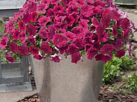 Петуния ампельная гибридная (Success! TR F1)