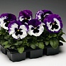 Виола Виттрока (Viola wittrockiana)