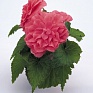 Бегония клубневая махровая (Begonia tuberhybrida)