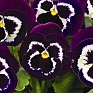 Виола Виттрока (Viola wittrockiana)