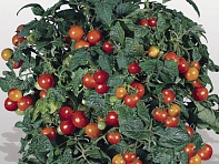 Томат (Gardener's Delight)