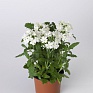 Вербена гибридная (Verbena hybrida)
