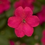 Бальзамин Уоллера ампельный (Impatiens walleriana) Бальзамин Уоллера ампельный (Impatiens walleriana)