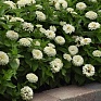 Цинния изящная (Zinnia elegans) Цинния изящная (Zinnia elegans)