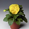 Виола Виттрока (Viola wittrockiana)
