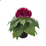 Целозия гребенчатая (Celosia cristata)