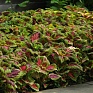 Колеус гибридный (Coleus х hybrida) Колеус гибридный (Coleus х hybrida)