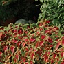 Колеус гибридный (Coleus х hybrida) Колеус гибридный (Coleus х hybrida)
