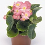 Бегония вечноцветущая (зеленая листва) (Begonia semperflorens)