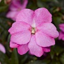 Бальзамин новогвинейский (Impatiens New Guinea)