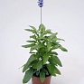 Шалфей мучнистый (Salvia farinacea)