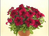 Петуния ампельная гибридная (Nivola F1)