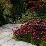 Герань (пеларгония садовая) (Pelargonium x hortorum)